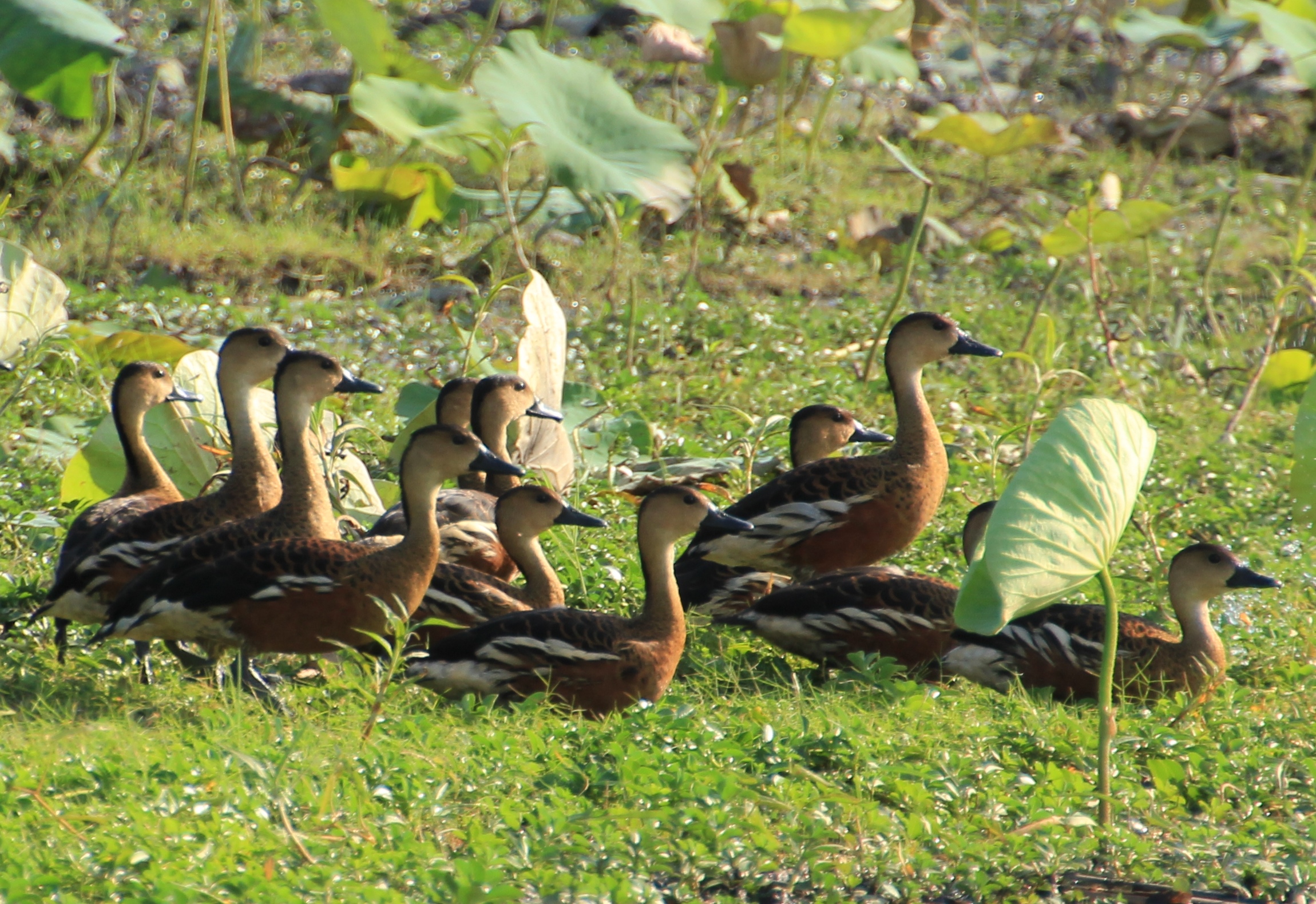 Wandering Whistling-duck